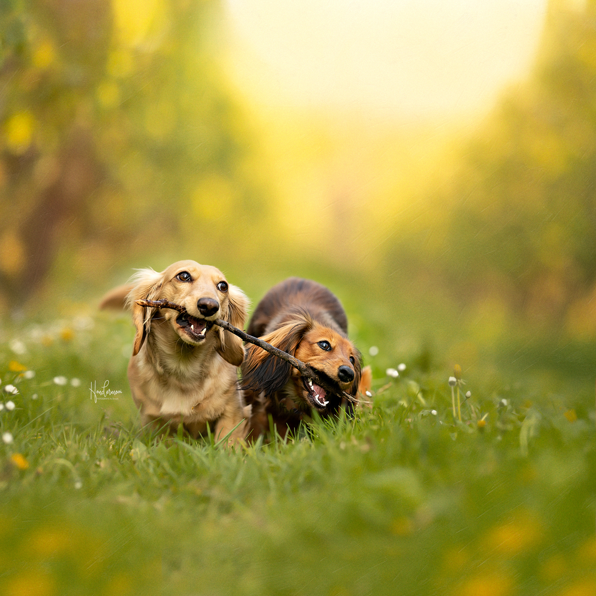 10 tips voor het fotograferen van honden in actie!