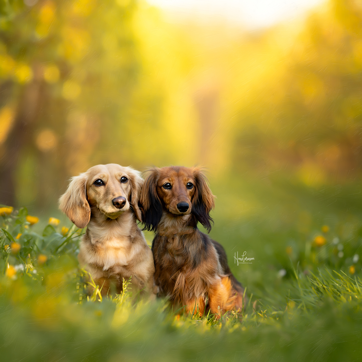 10 dog photography tips for beginners