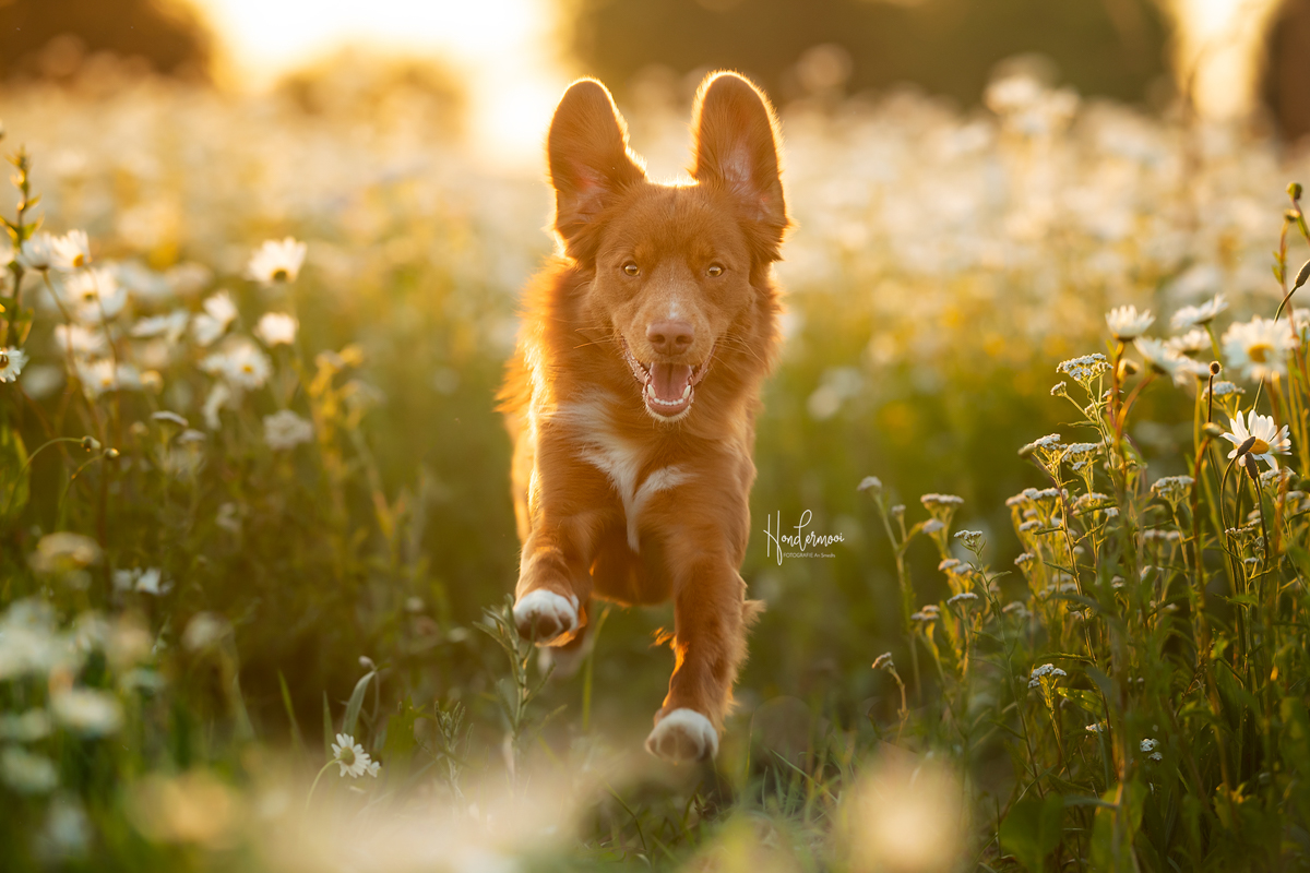 10 tips for photographing dogs in action