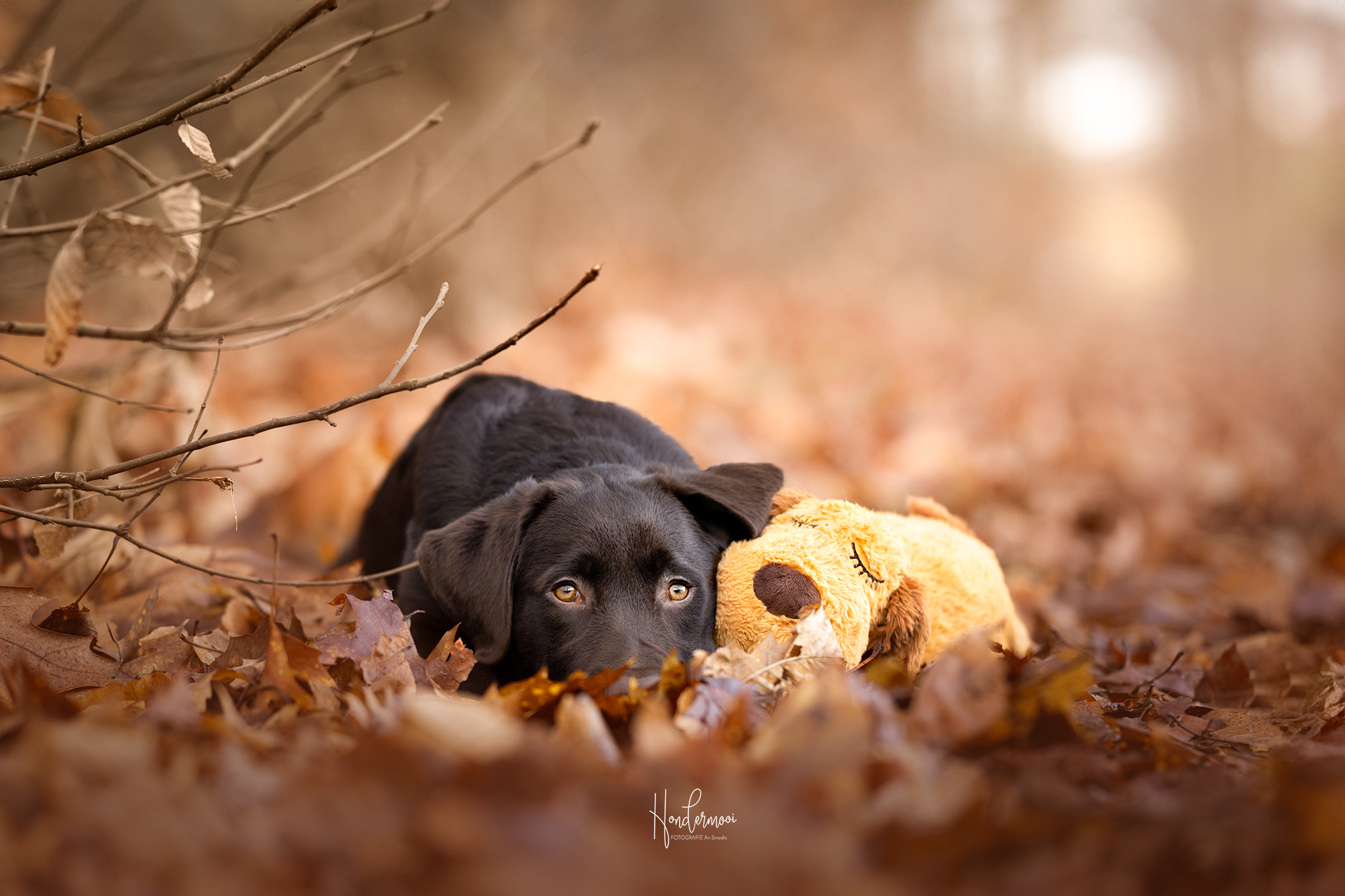 10 dog photography tips for beginners