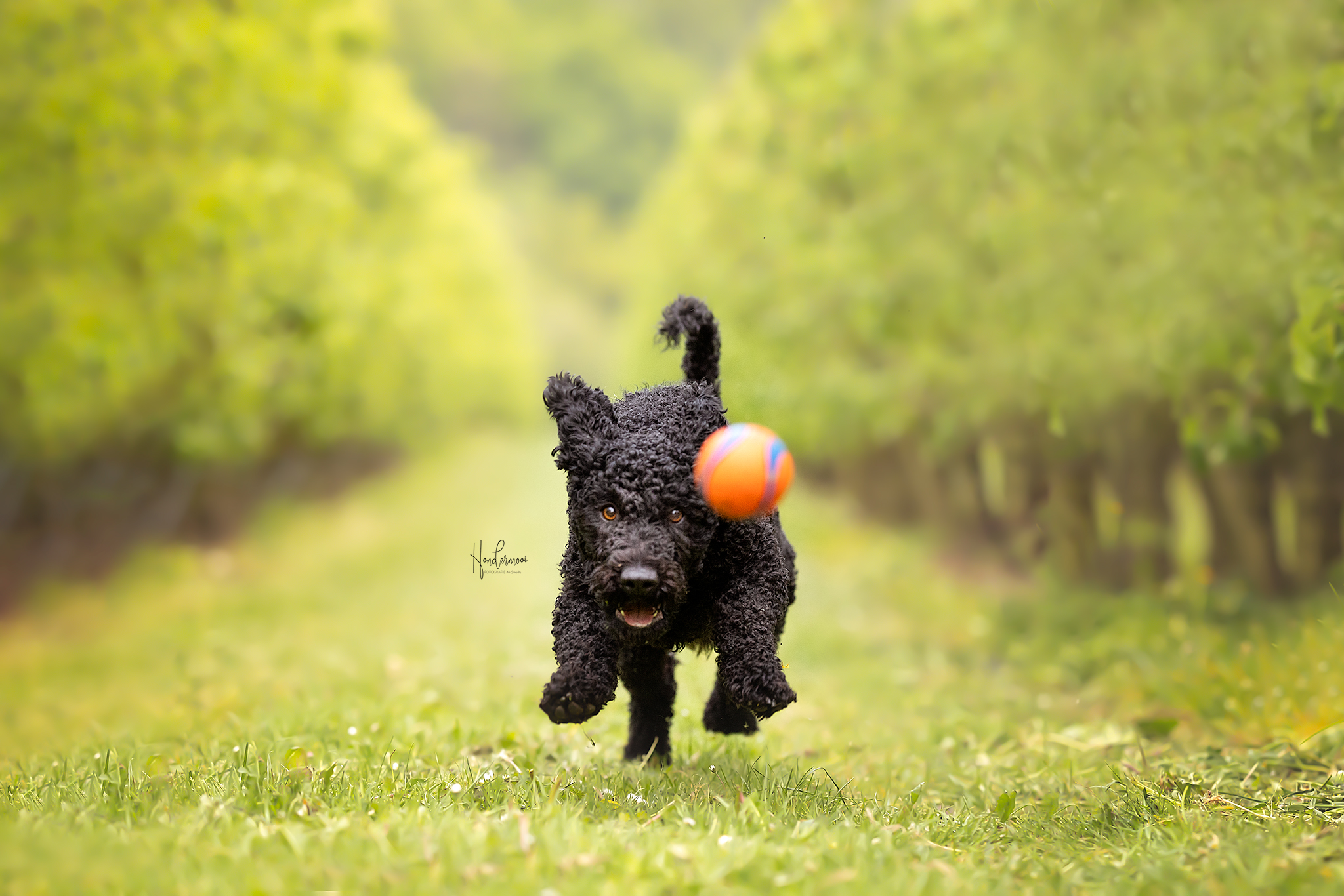 10 tips for photographing dogs in action